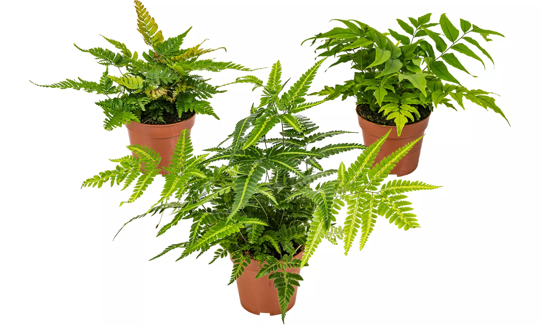 Set de 3 o 6 helechos diferentes