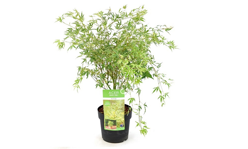 Image 7: Mixed Japanese Acer Palmatum Potted Plants