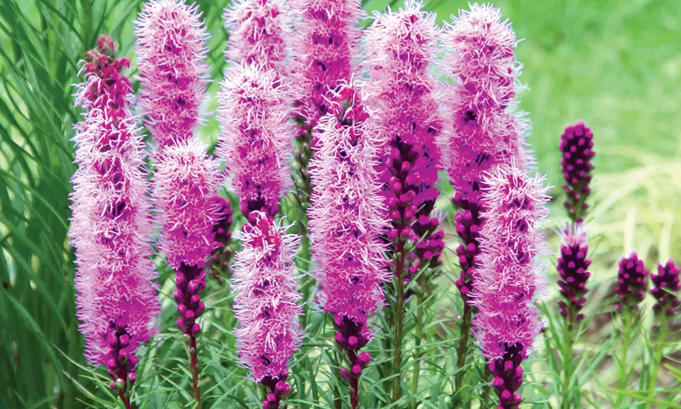 Liatris Blazing Star Bulbs (15-Pack) - Second Medium