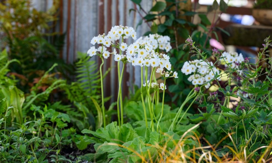 Image 6: Adult Ticket to BBC Gardeners’ World Spring Fair