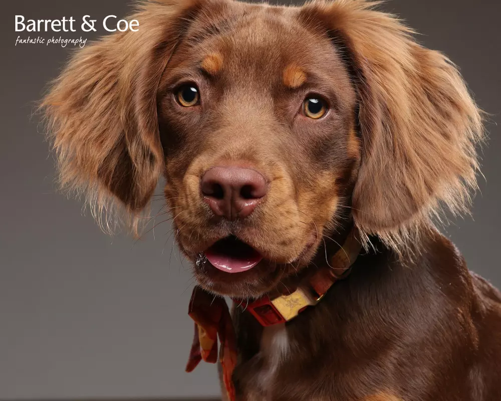 Pet Photoshoot I 8'' x 6'' Print I Barrett & Coe Studios