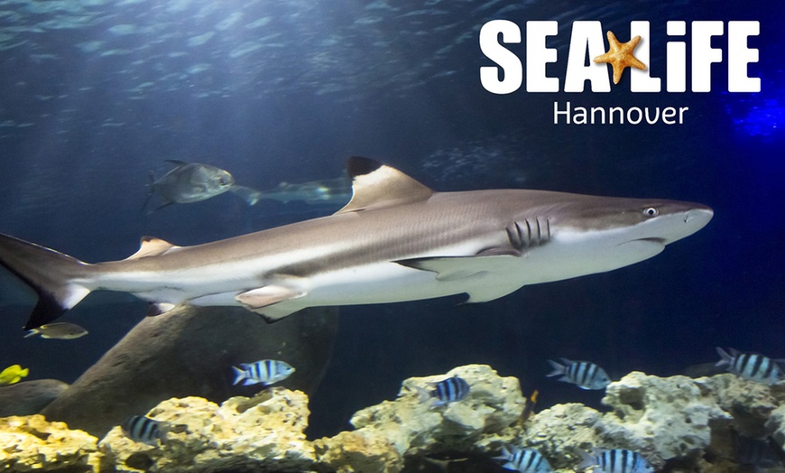 Image 1: Ticket für 1 Kind oder 1 Erwachsenen für das  „SEA LIFE Hannover“