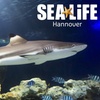 Image 1: Ticket für 1 Kind oder 1 Erwachsenen für das  „SEA LIFE Hannover“