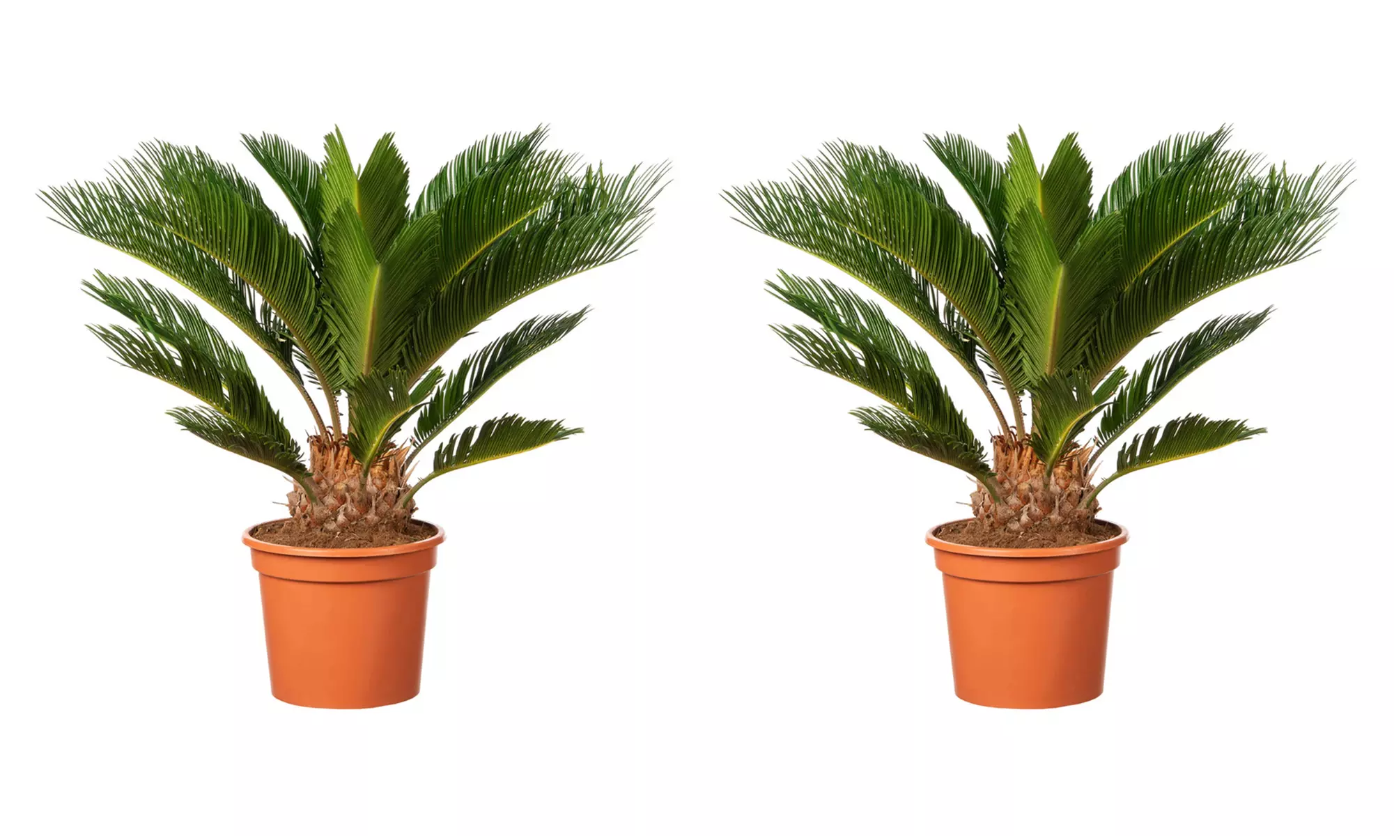 1 o 2 piante di palma giapponese Cycas Revoluta