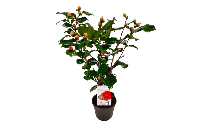 Image 2: 1 o 2 rosas japonesas 