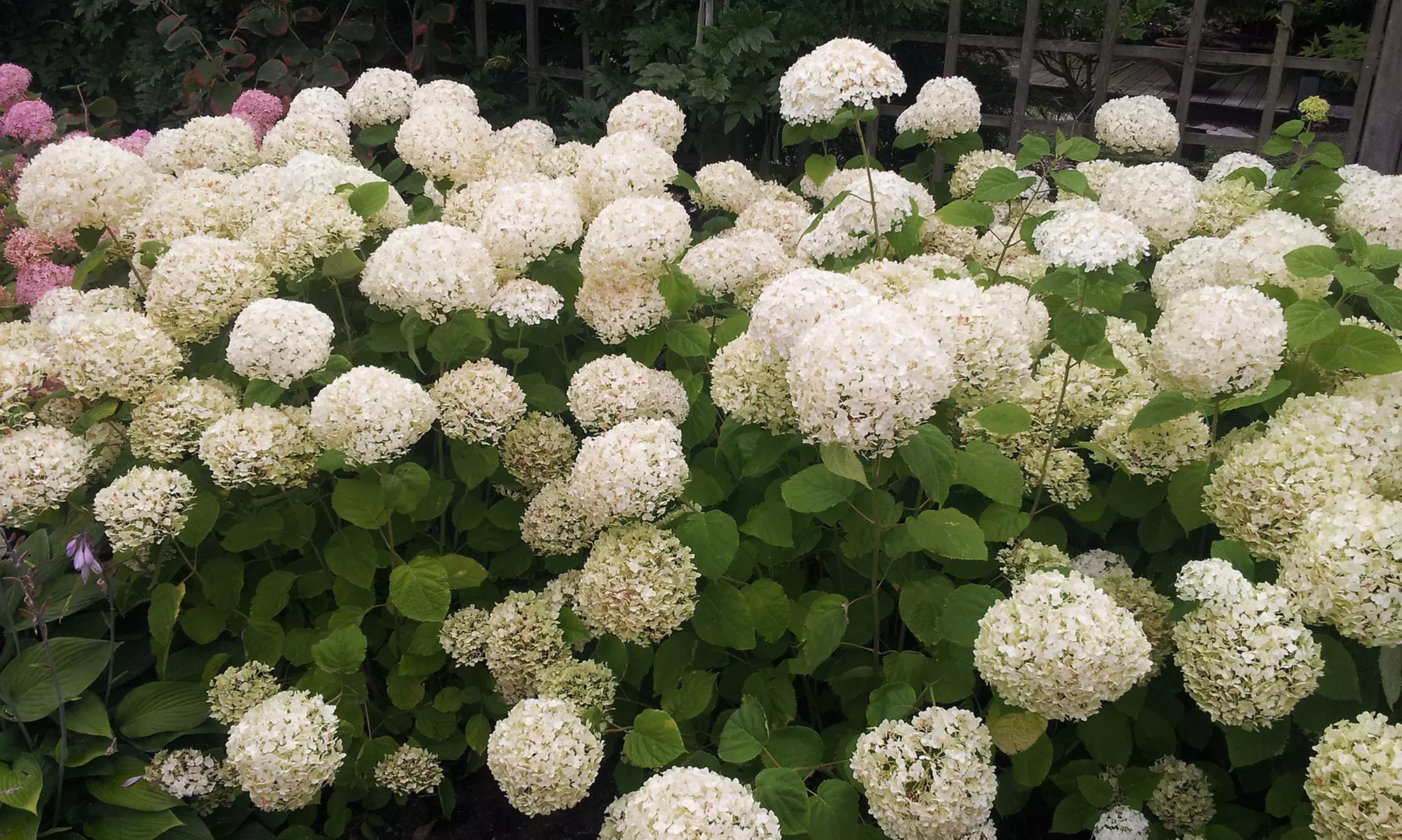 1x, 2x oder 4x Hortensie Strong Annabelle