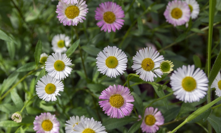 Image 2: Erigeron karvinskianus 'Profusion' Mexican Fleabane
