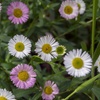 Image 2: Erigeron karvinskianus 'Profusion' Mexican Fleabane