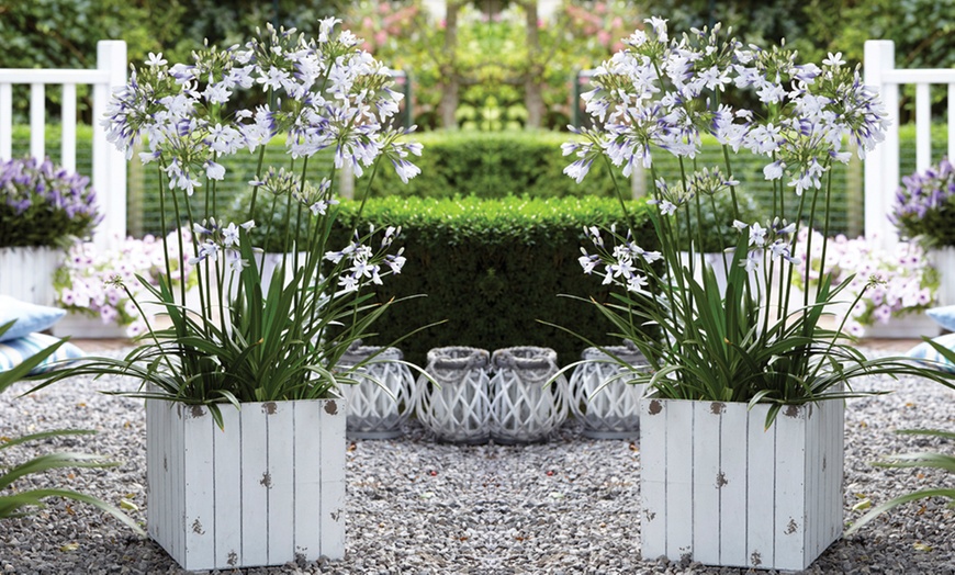 Image 10: One, Two or Three Agapanthus Potted Plant Collections 9cm