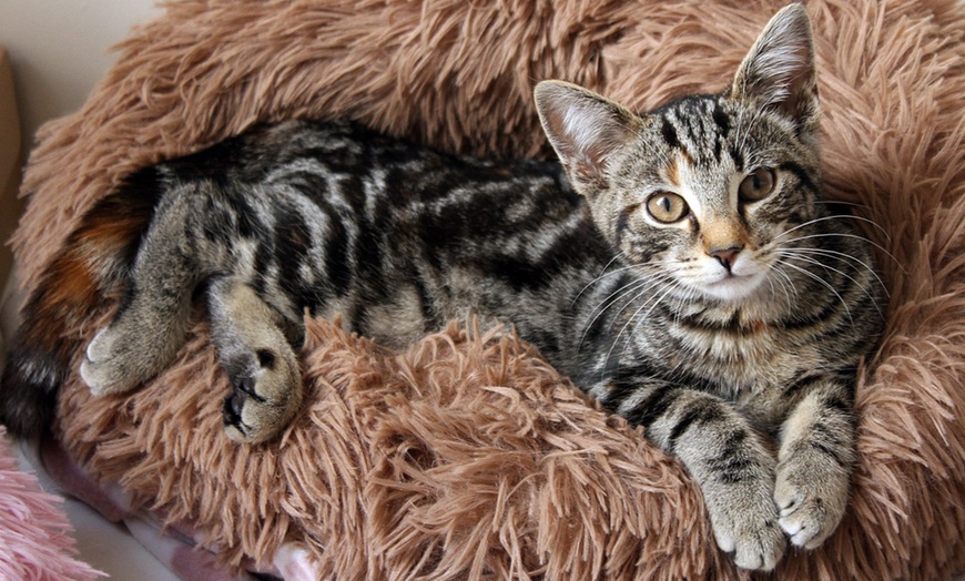 Image 8: Make Memories with Cat Cafe Entry, Drink and Snack for 1, 2, 3 or 4