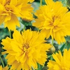 Image 1: One or Two Coreopsis Early Sunrise Plants in 9cm Pots