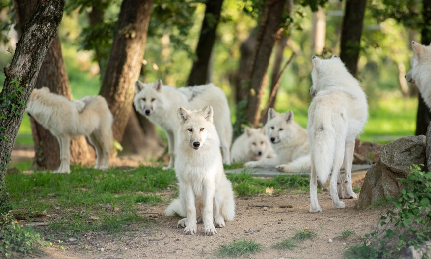 Image 7: Wow Safari Peaugres : 1 billet, 2 visites magiques en pleine nature