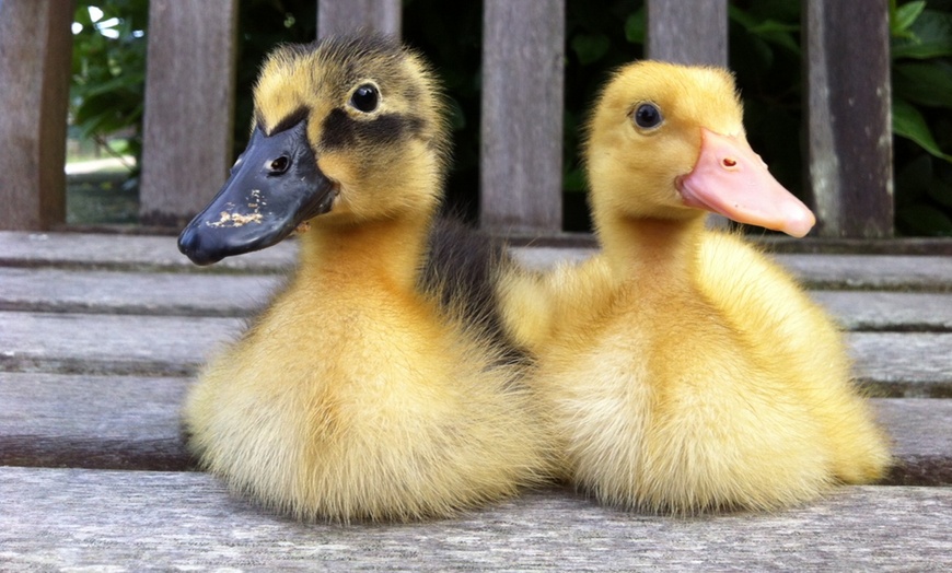 Image 3: Entry to Totnes Rare Breeds Farm with Summer Availability
