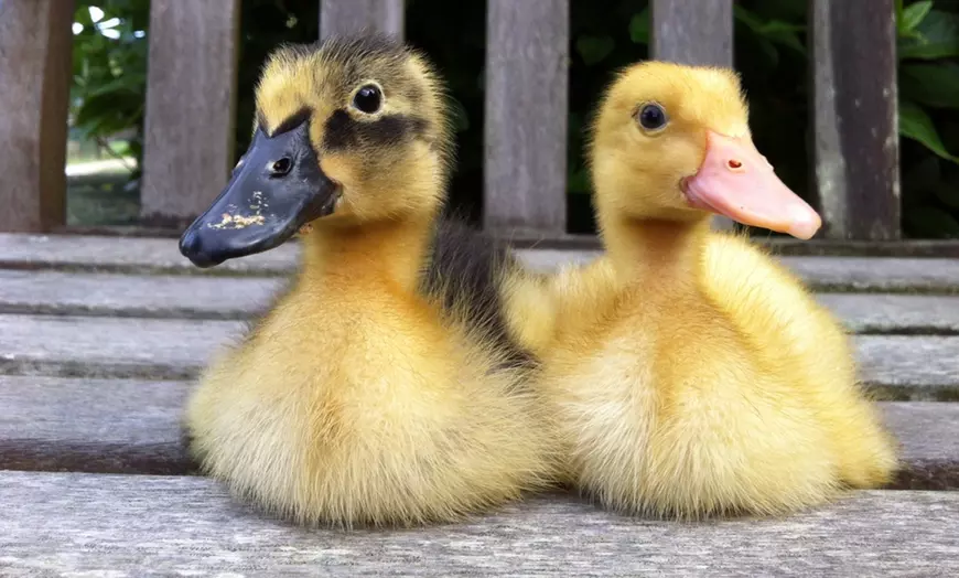 Image 3: Entry for Adults and Children or a Family to Totnes Rare Breeds Farm