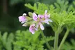 3 oder 6 Zitronengeranie "Pelargonium Graveolens" gegen Mücken - Second Medium