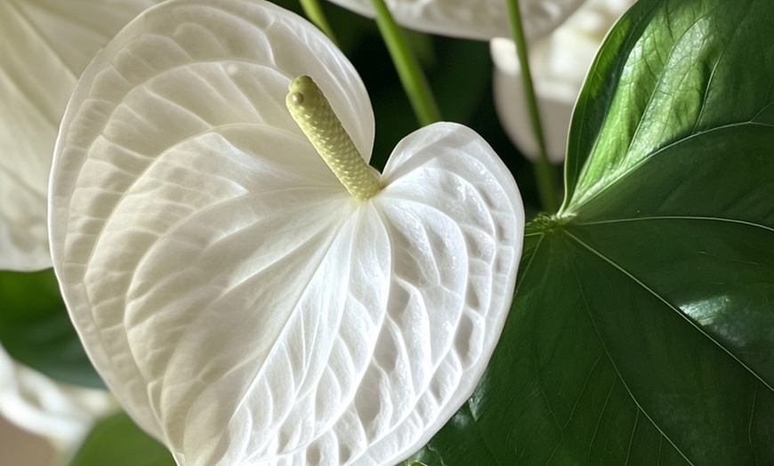 Image 4: Rootz — Plante d'intérieur tropicale Anthurium