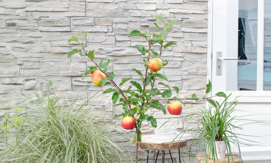 Image 2: Obstbaum nach Wahl