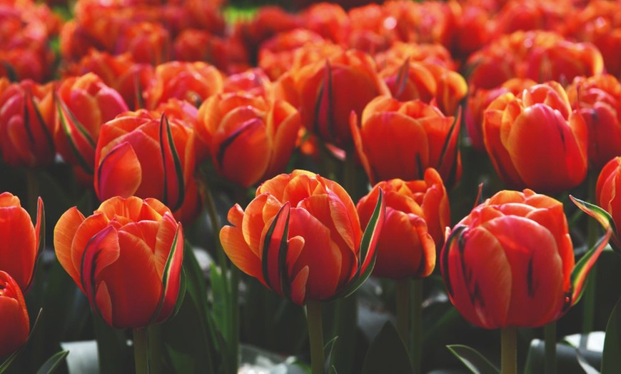 Image 8: Sunset-Coloured Tulip Bulb Collection 