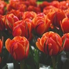 Image 8: Sunset-Coloured Tulip Bulb Collection 