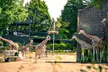 General Admission to Belfast Zoo For Child, Adult, or Family (Up to 42% Off) - Image 2