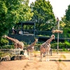 Image 2: General Admission to Belfast Zoo For Child, Adult, or Family 