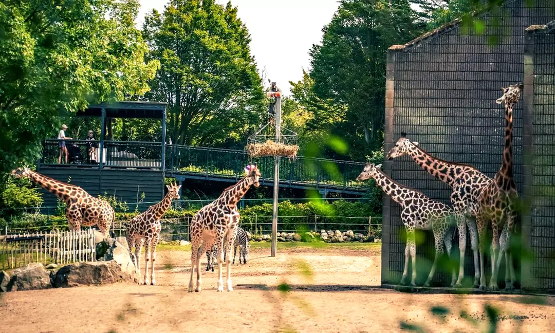 General Admission to Belfast Zoo For Child, Adult, or Family