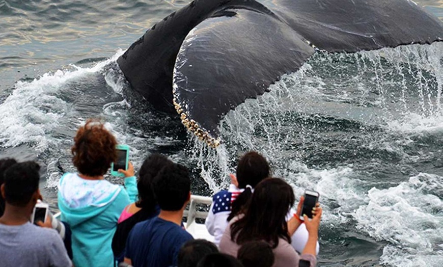 Image 3: Experience Whale Watch Experience of a lifetime in Boston