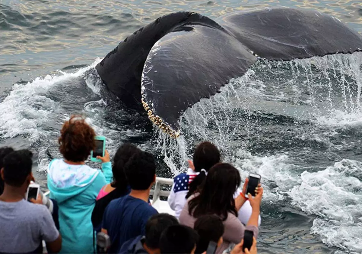 Experience Whale Watch Experience of a lifetime in Boston