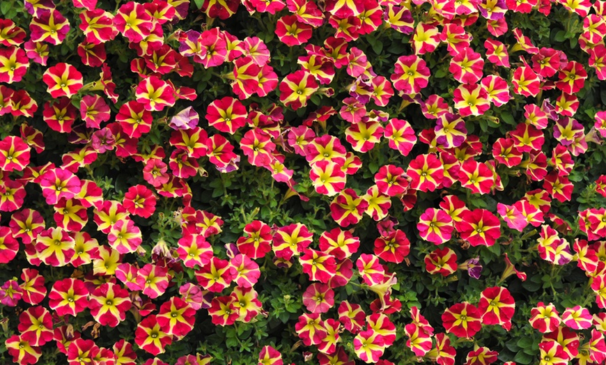 Image 3: 5 or 10 Petunia Amore Queen of Hearts Plug Plants