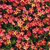 Image 3: 5 or 10 Petunia Amore Queen of Hearts Plug Plants