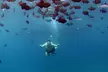 Sunset Dolphin Watch & Snorkel Cruise with Dinner and Cocktails for One Adult | Child | Infant (Up to 16% Off) - Second Medium