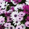 Image 2: Osteospermum 'Akila Berries and Cream' Garden-Ready Plants