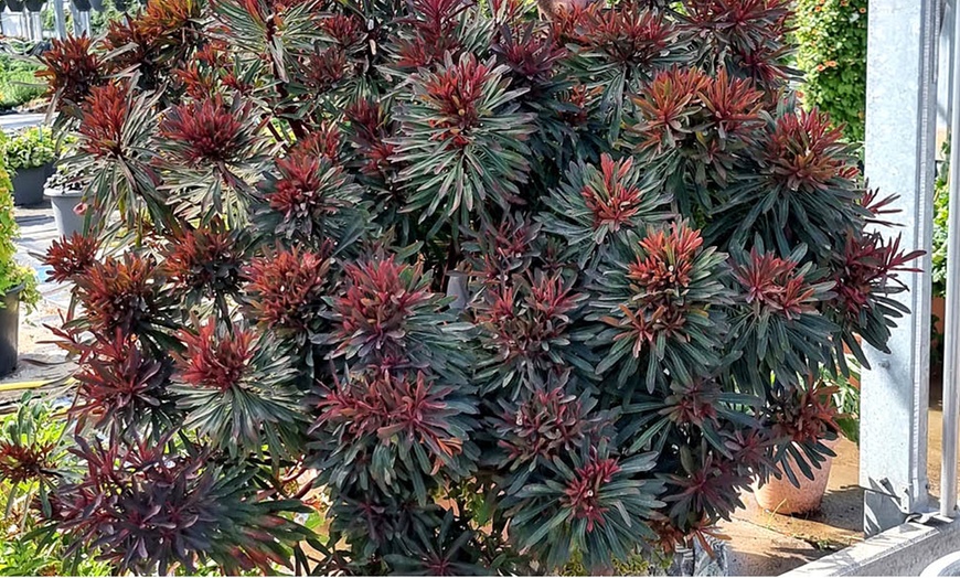 Image 4: Euphorbia Miner's Merlot, Hardy Perennial with Dark Purple Foliage