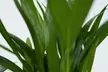 4er-Set Zimmerpflanzen – Areca, Asplenium, Clusia & Musa - Second Medium