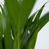 Image 3: 4er-Set Zimmerpflanzen – Areca, Asplenium, Clusia & Musa