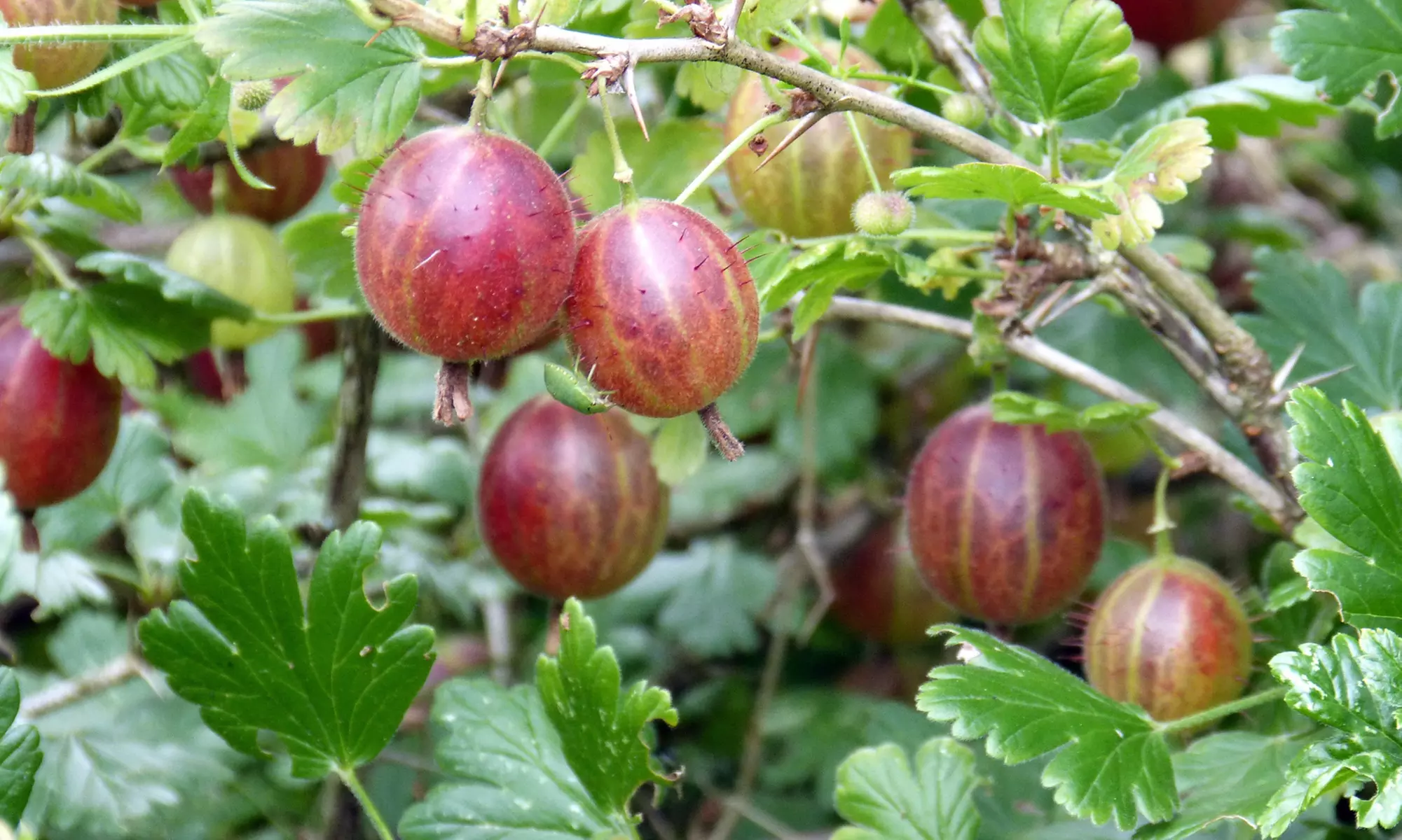 3er oder 6er-Set Stachelbeeren 'Hinnonmäki grün' und/oder 'Hinnonmäki röd' - Primary Image