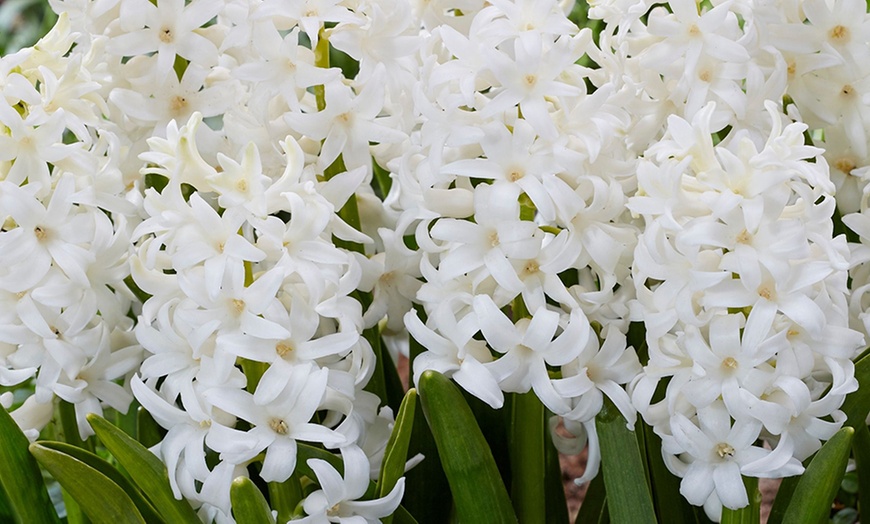 Image 8: Lot de 10, 15, 20, 25 ou 40 bulbes de jacinthe