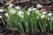 Woodland Spring Bulbs In the Green - Image 3