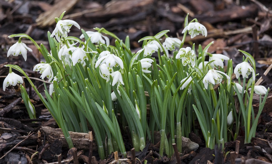 Image 3: Woodland Spring Bulbs In the Green