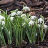 Image 3: Woodland Spring Bulbs In the Green