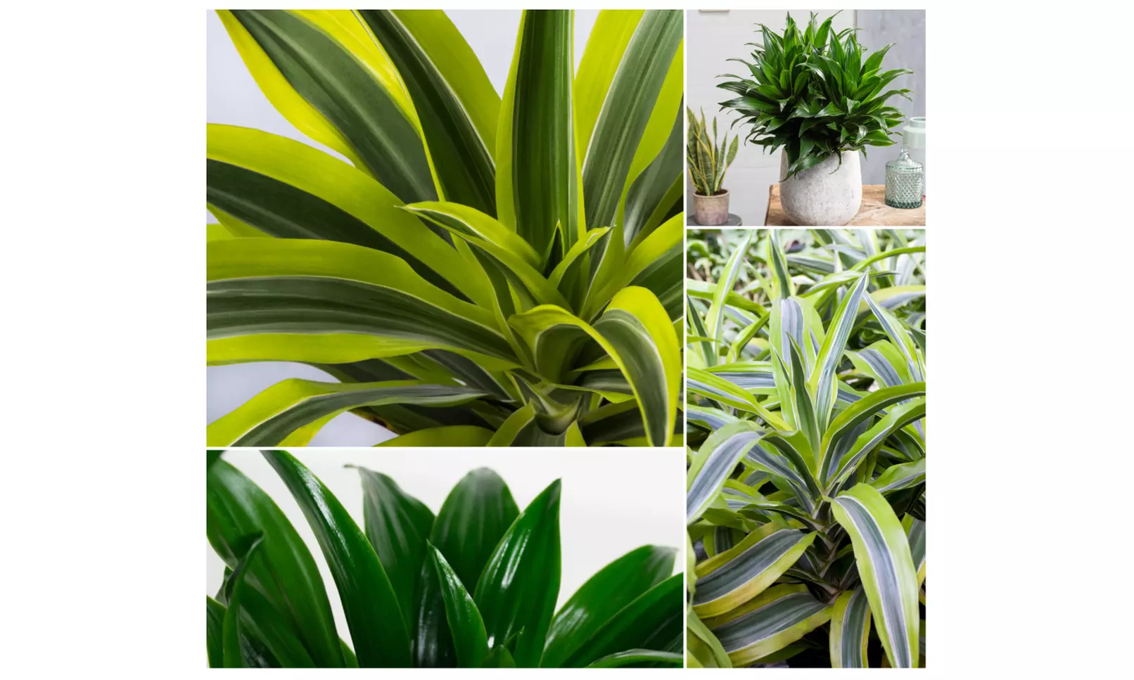 Lote de 4 drácenas de variedades "Lemon Lime" y "Compacta" de Gardenzo