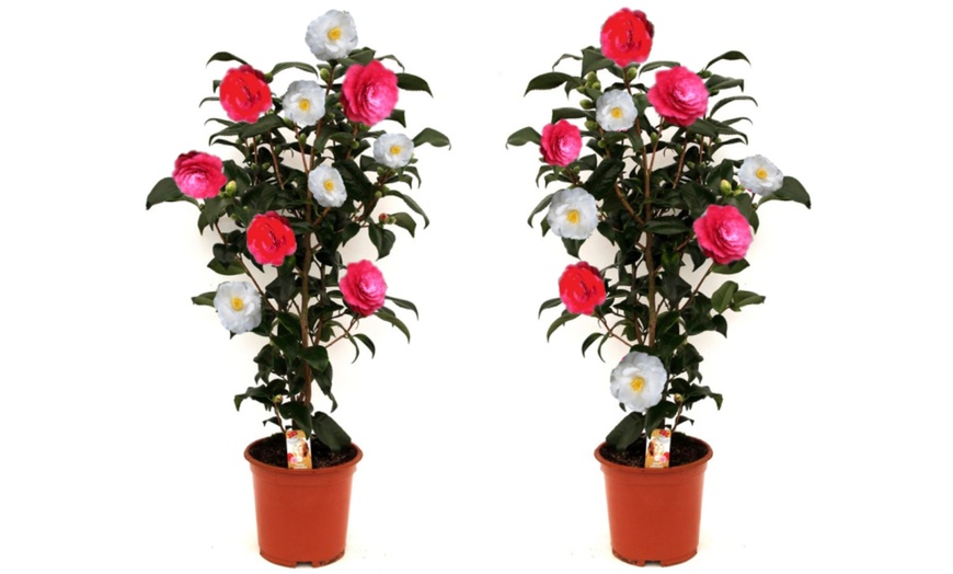 Image 11: 1 o 2 arbustos de camelia «rosa japonesa» con flores de color a elegir