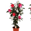 Image 11: 1 o 2 arbustos de camelia «rosa japonesa» con flores de color a elegir