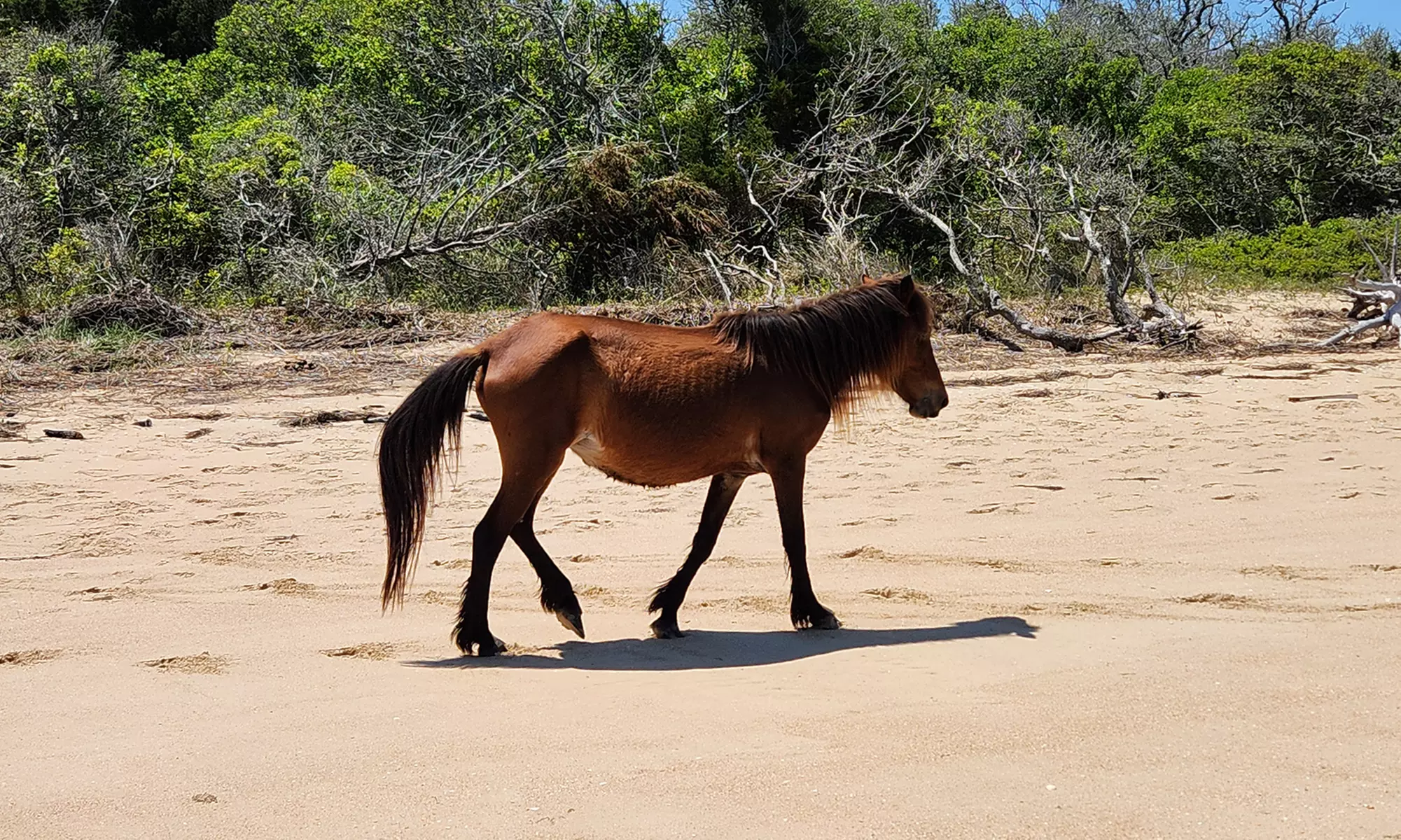 A Private Excursions- Sunset or Dolphin Cruise, Cape Lookout & More