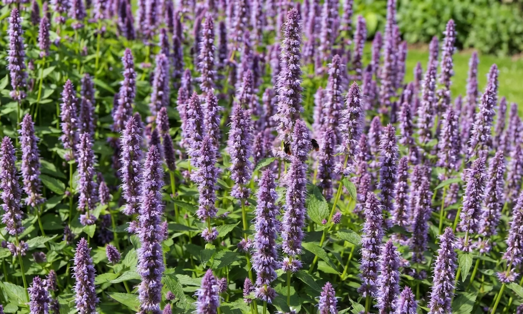 Mehrjähriges Stauden-Set „Isa“ mit 10 Pflanzen