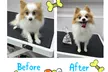 Christmas Full Grooming Packages for Small, Medium & Large Dogs at Paw Studio Services (Up to 28% Off) - Second Medium