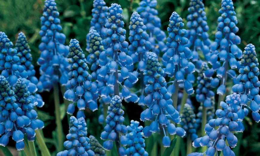 Image 1: 60 or 120 Muscari Armeniacum 'Grape Hyacinth' Spring Flowering Bulbs
