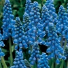 Image 1: 60 or 120 Muscari Armeniacum 'Grape Hyacinth' Spring Flowering Bulbs