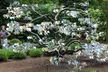 Admission to Atlanta Botanical Garden, the Largest Botanical Garden in the Southeast, Weekday + Weekends (Up to 31% Off) - Second Medium
