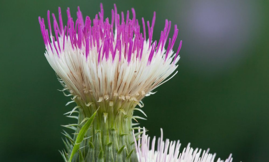 Image 1: Cirsium Pink Blush - 1, or 2 Potted Plants